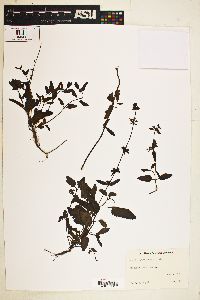 Image of Scutellaria floridana