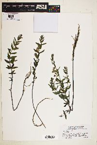 Scutellaria galericulata image