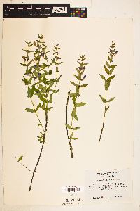 Scutellaria galericulata image