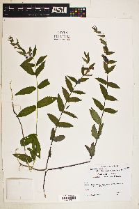 Scutellaria galericulata image