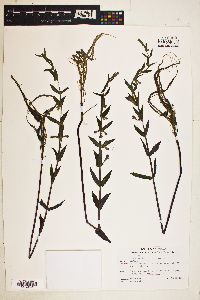 Scutellaria galericulata image