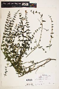 Scutellaria galericulata image