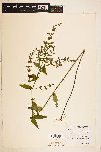 Scutellaria galericulata image