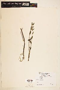 Scutellaria galericulata image