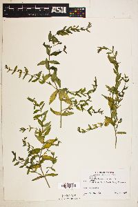 Scutellaria galericulata image