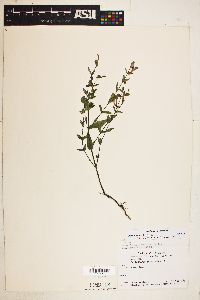 Scutellaria galericulata image