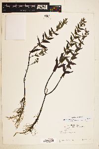 Scutellaria galericulata image