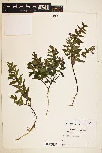 Scutellaria galericulata image