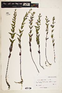 Scutellaria galericulata image