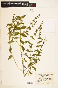 Scutellaria galericulata image