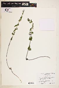 Scutellaria galericulata image