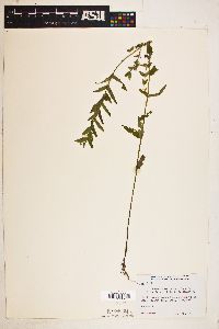 Scutellaria galericulata image