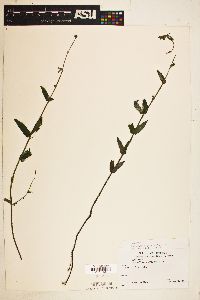 Scutellaria galericulata image