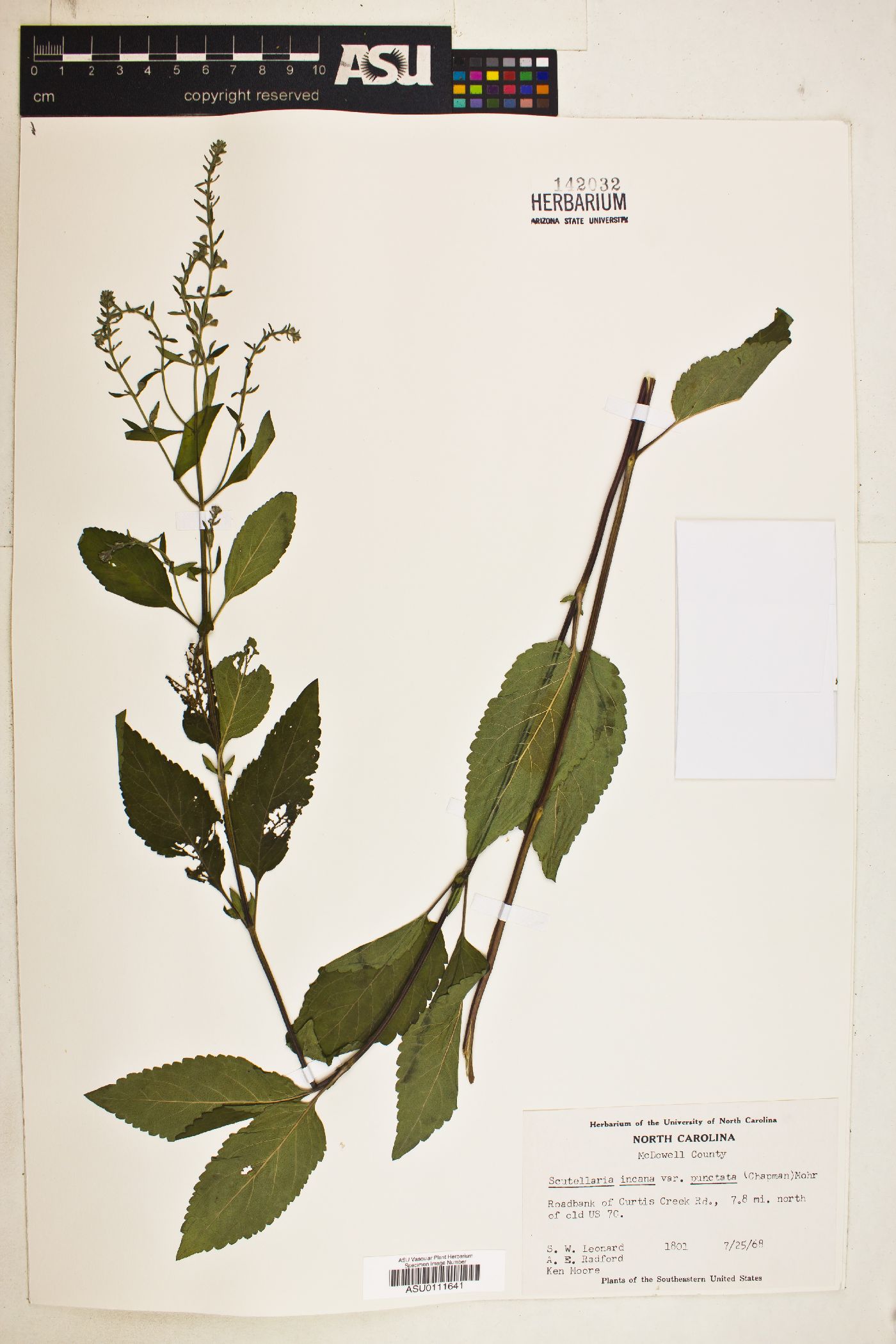 Scutellaria incana var. punctata image