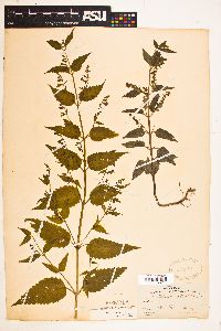 Image Associated With the Occurence