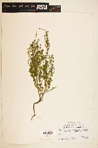 Image of Scutellaria microphylla