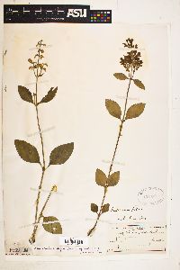 Scutellaria ovalifolia image