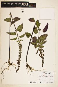 Scutellaria ovata image