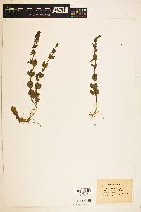 Scutellaria parvula image