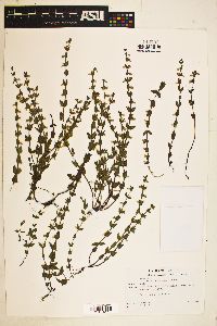 Scutellaria parvula image