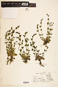 Scutellaria parvula image