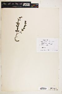 Scutellaria parvula image