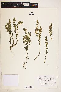 Scutellaria potosina image