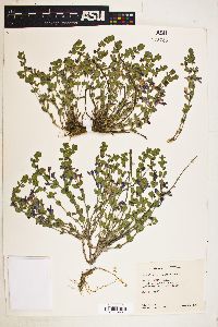 Scutellaria resinosa image