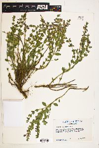 Scutellaria resinosa image