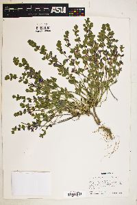 Scutellaria resinosa image