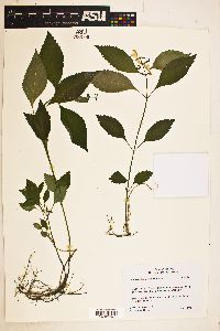 Image of Scutellaria serrata