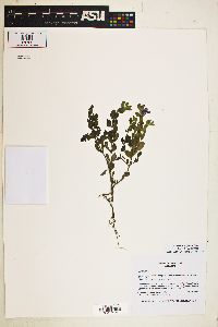 Image of Scutellaria wrightii