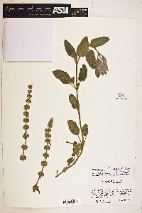 Image of Stachys albens