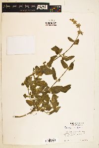 Stachys albens image