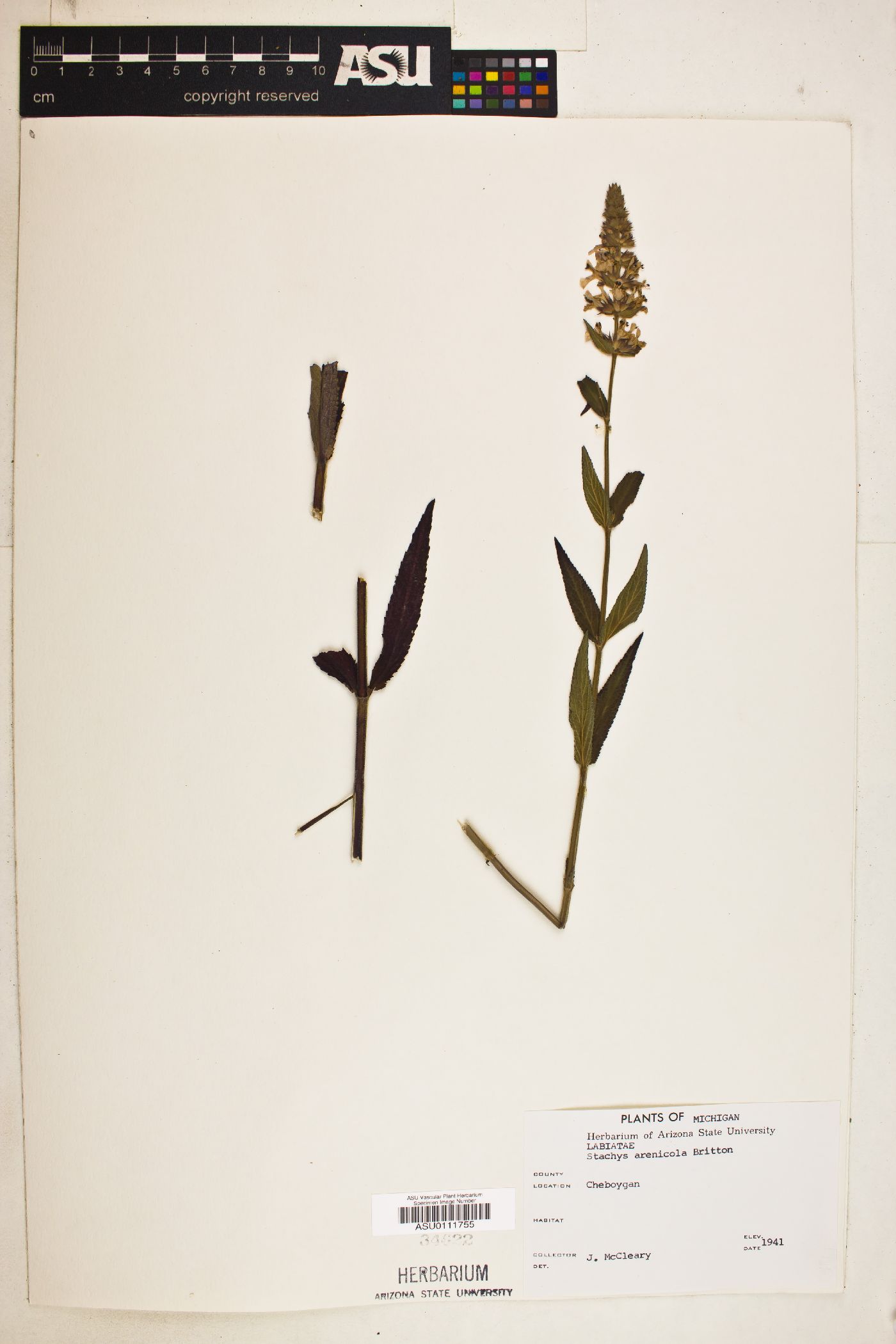 Stachys arenicola image