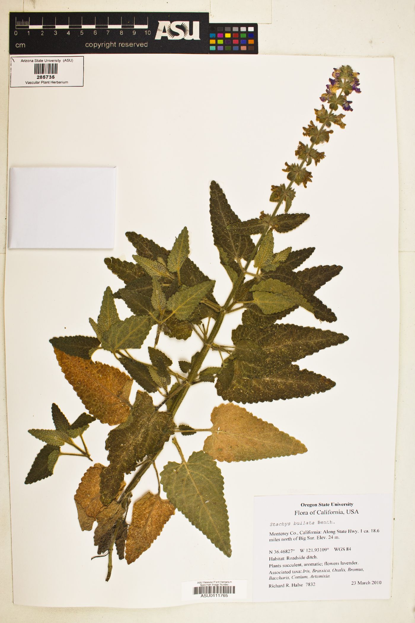 Stachys bullata image