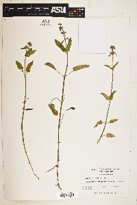 Stachys floridana image