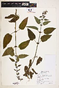 Image of Stachys mexicana