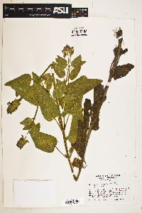 Stachys pycnantha image