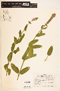 Stachys rigida subsp. quercetorum image