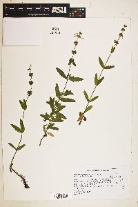 Stachys rigida subsp. rivularis image