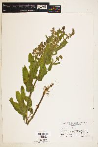 Image of Stachys stricta