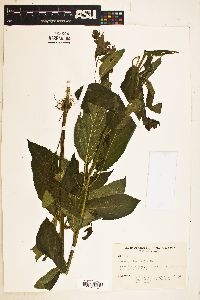 Stachys tenuifolia image