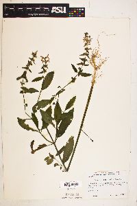 Stachys tenuifolia image