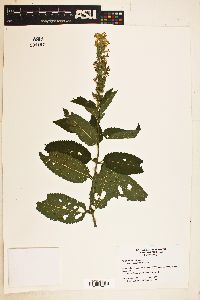 Teucrium canadense var. canadense image