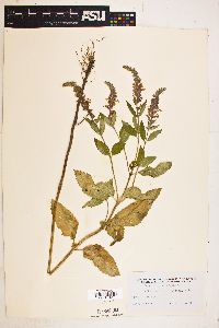 Teucrium canadense var. occidentale image