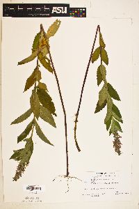 Teucrium canadense var. occidentale image