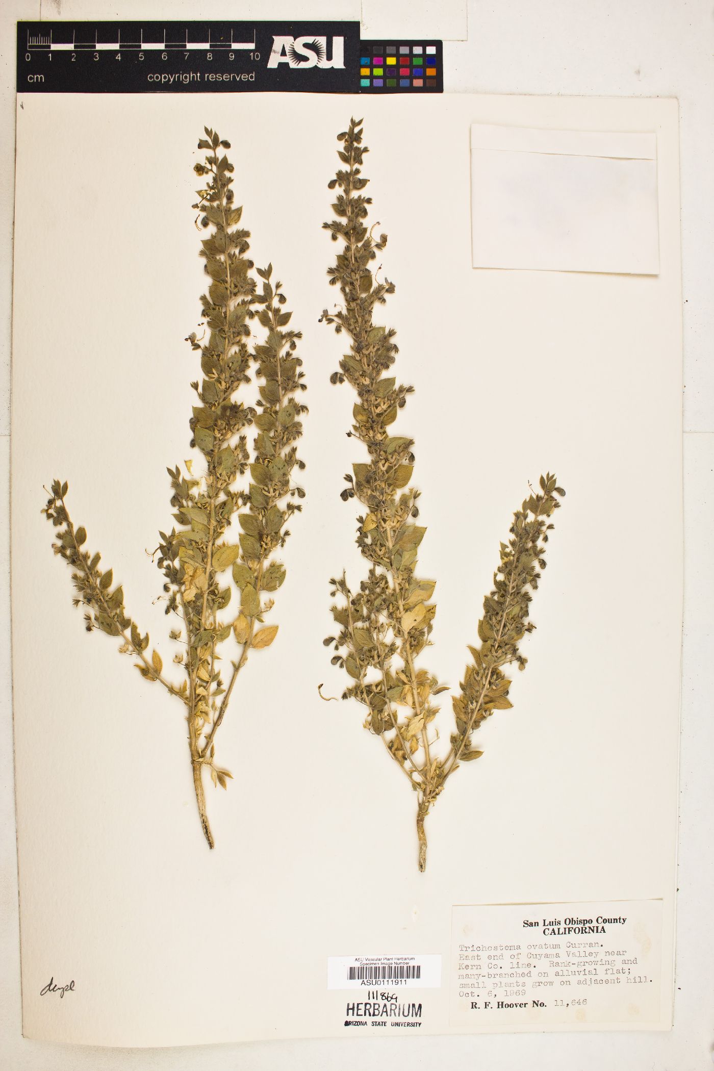 Trichostema ovatum image