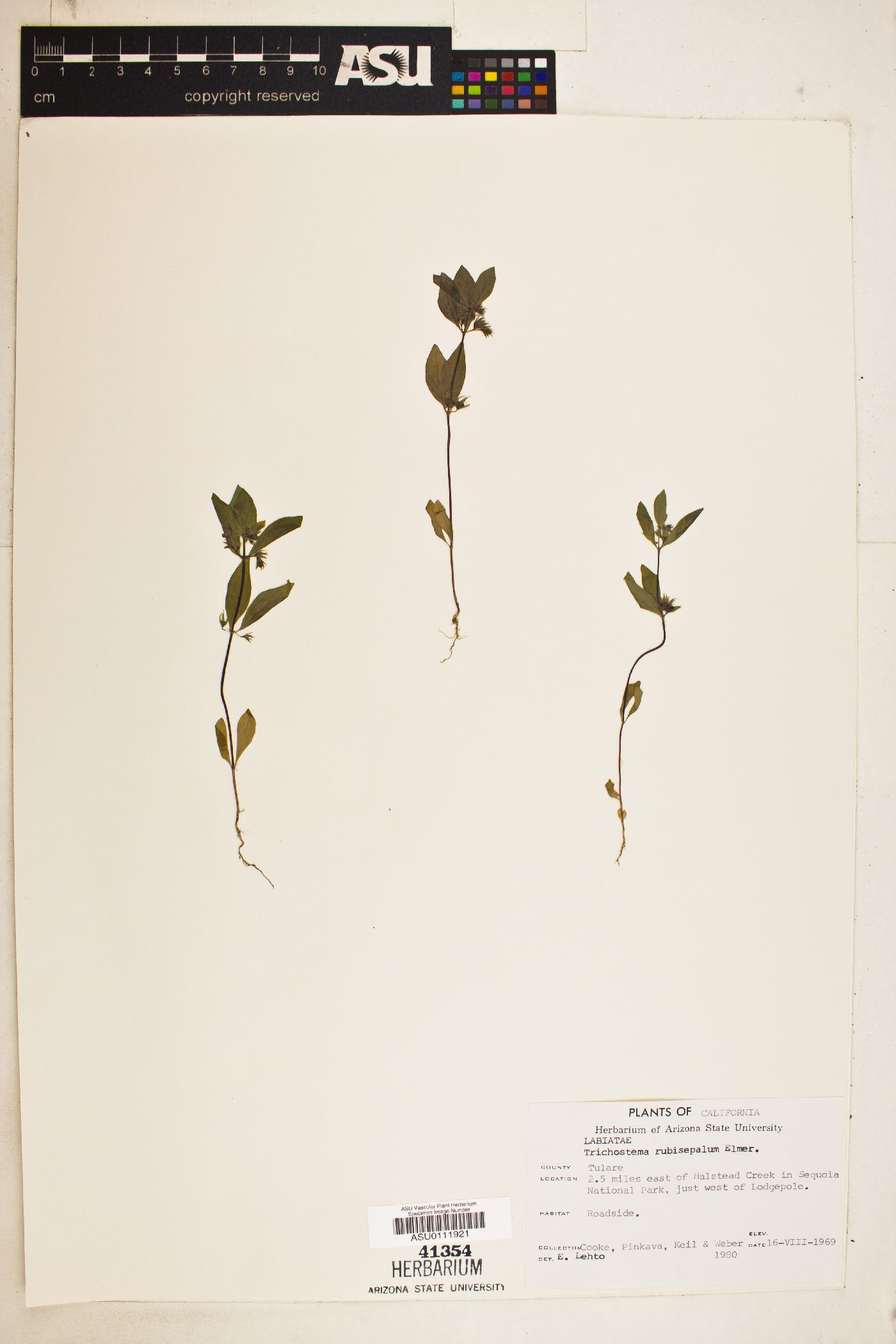 Trichostema rubisepalum image
