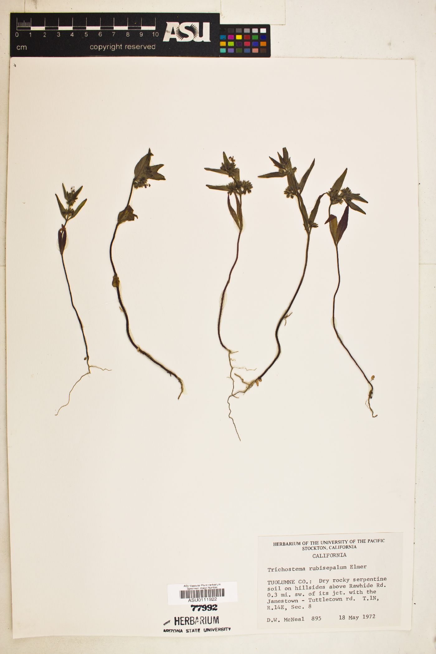 Trichostema rubisepalum image